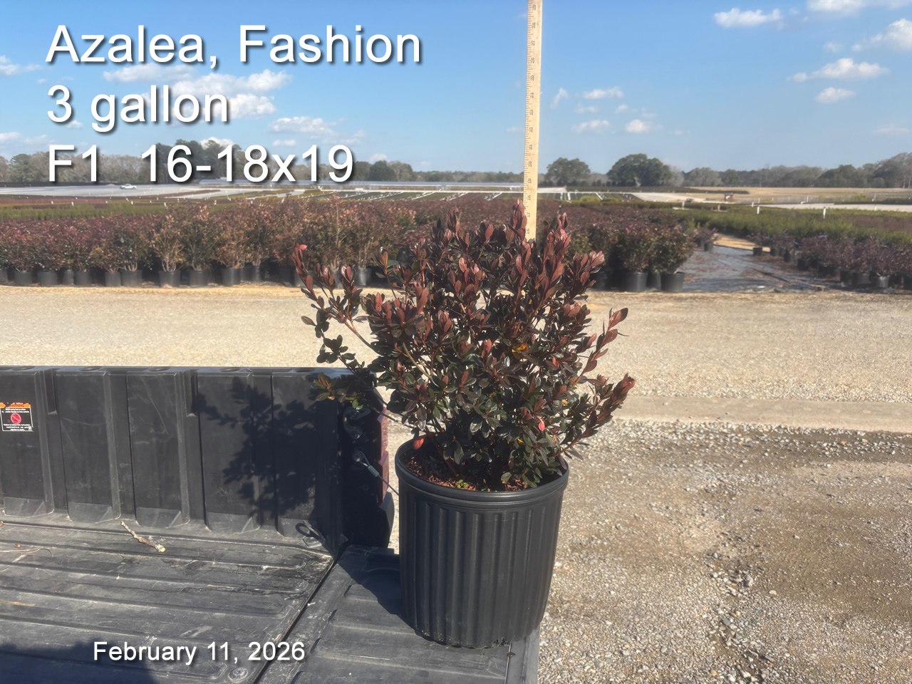 gallery/fash3 f1 feb11.jpg